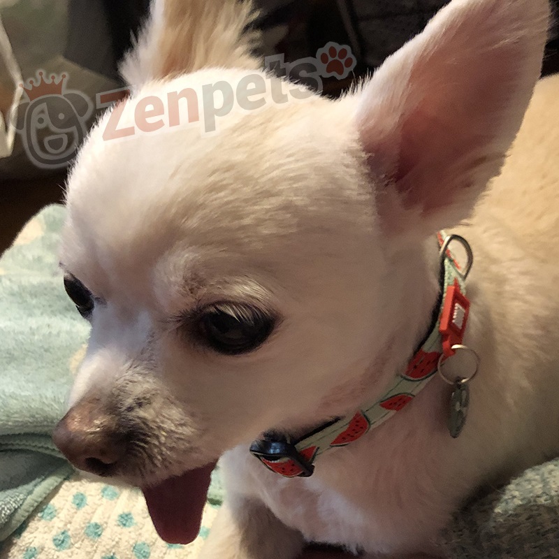 Max＆Molly オリジナル・ギア 首輪