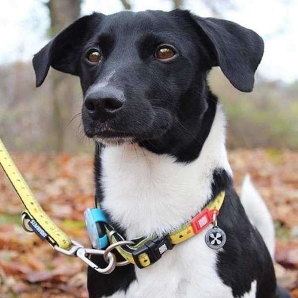 Max＆Molly オリジナル・ギア 首輪